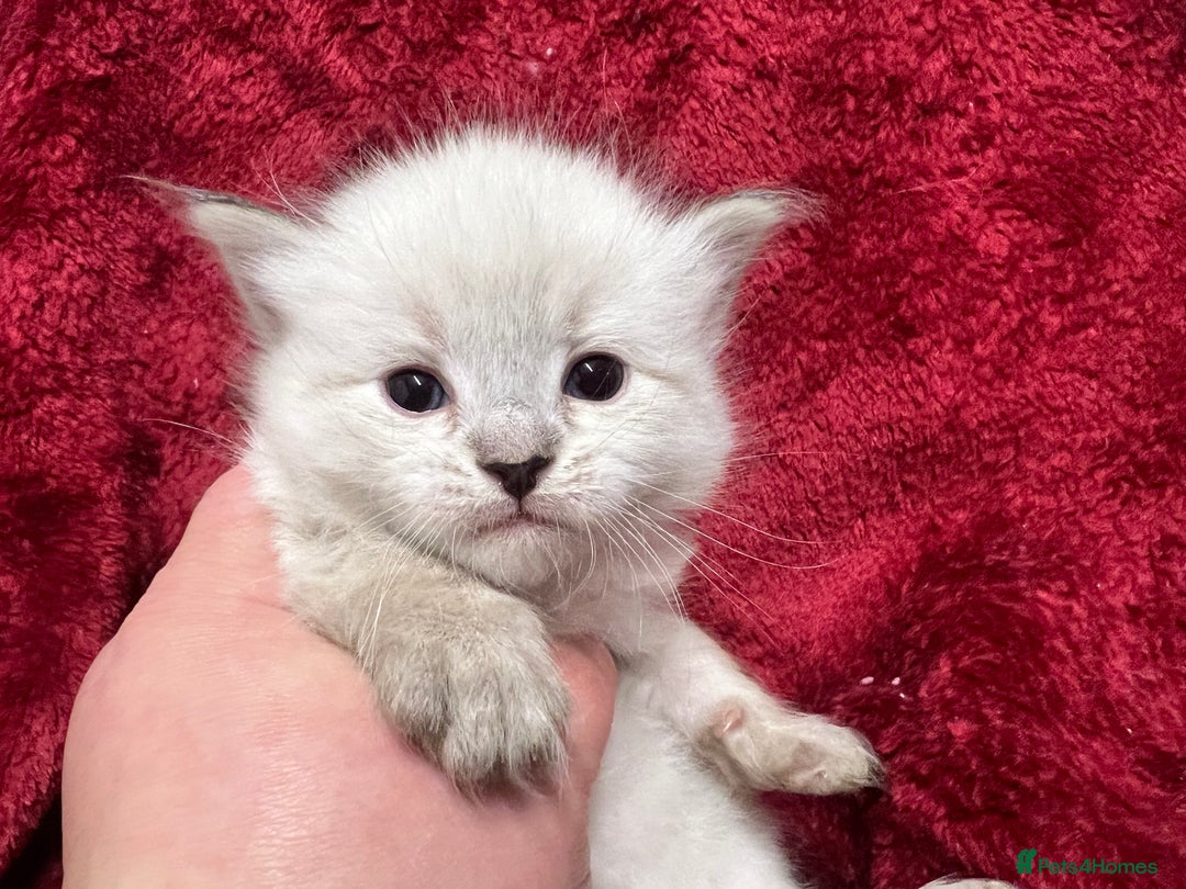 Siberian cats for sale: 🩵🩵Stunning GCCF Siberian Neva Masquerades🩵🩵 - Advert 1