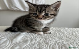 American Shorthair cats for sale: Ready to leave 2 boy kittens left  in Ilford - Image 18