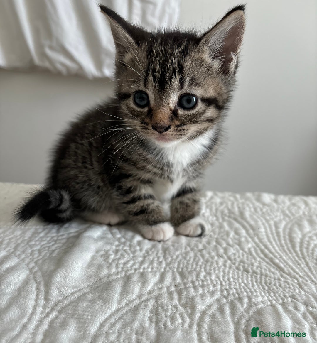 American Shorthair cats for sale: Ready to leave 2 boy kittens left  in Ilford - Image 18