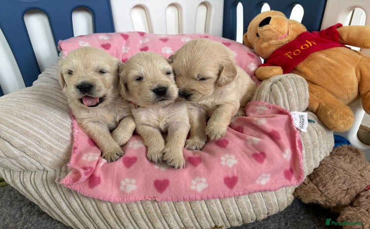 Golden Retriever dogs - Advert 3