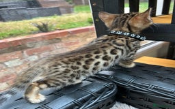 Bengal cats for sale: ❤️ PURE BENGAL KITTENS FOR RESERVATION! ❤️ in Birmingham - Image 22