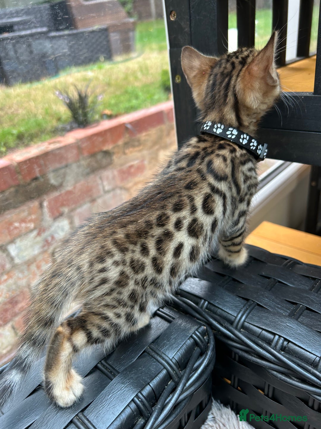 Bengal cats for sale: ❤️ PURE BENGAL KITTENS FOR RESERVATION! ❤️ in Birmingham - Image 22