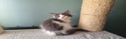 Maine Coon cats for sale: Maine Coon kittens  in Northampton - Advert 15