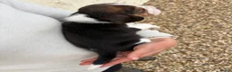 Beagle dogs for sale: ONLY 1 MALE LEFT - Gorgeous tricolour beagle pups - Advert 16