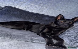 German Shepherd dogs for sale: Female German Shepherd - Image 2