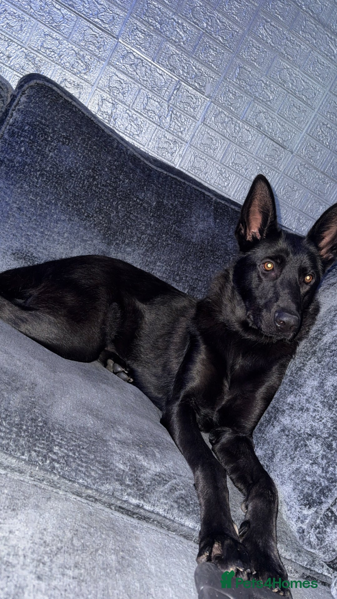 German Shepherd dogs for sale: Female German Shepherd - Image 2
