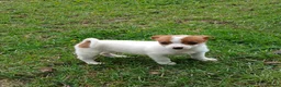 Jack Russell dogs for sale: 4 left jack Russel puppies 5 girls 1 boy £550  - Advert 10
