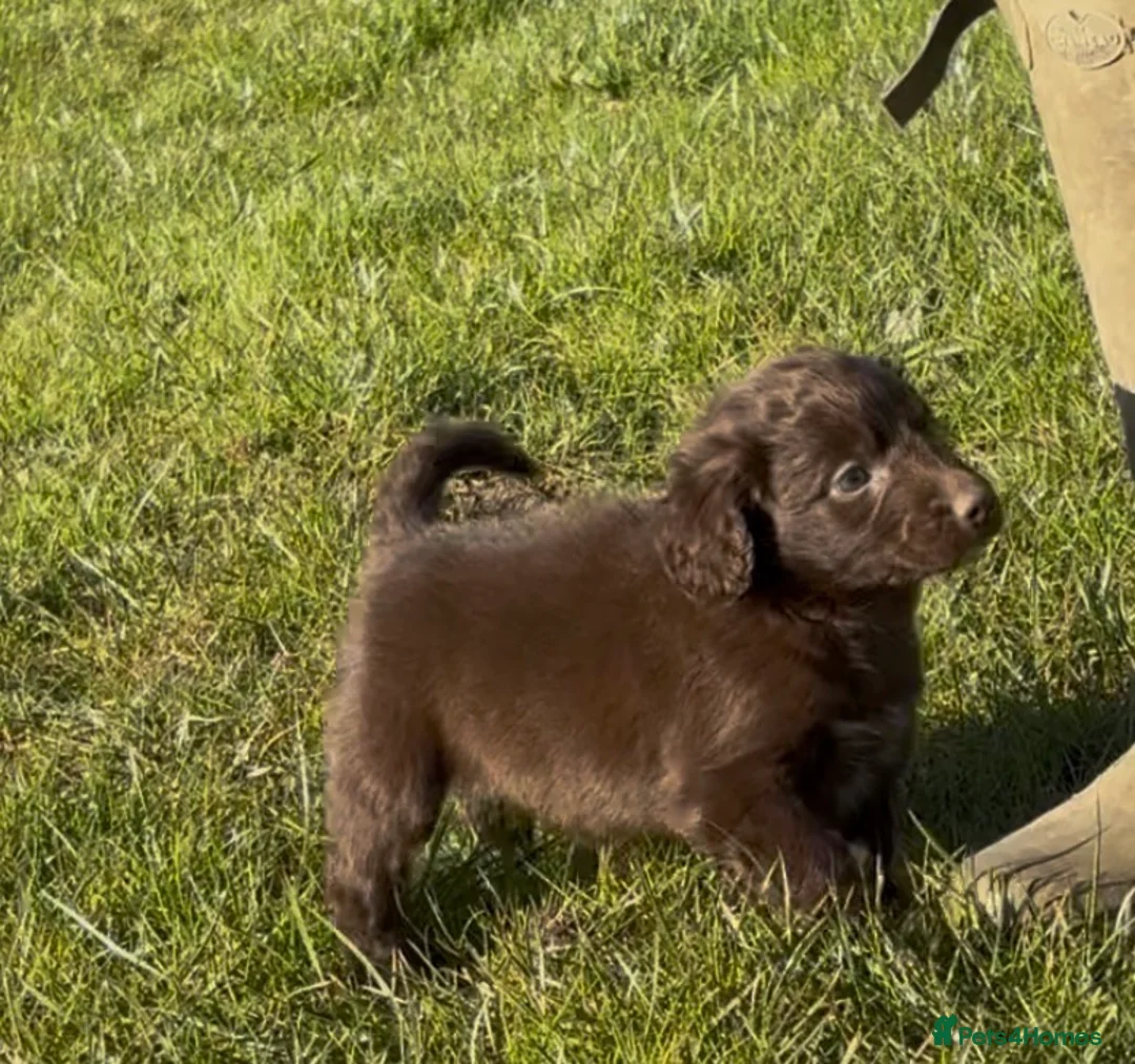 Mixed Breed dogs for sale: Beautiful Sprollie pups in Huddersfield - Advert 2
