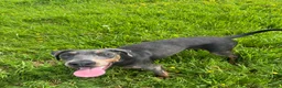 Dobermann dogs for sale: Female blue Doberman  - Advert 4