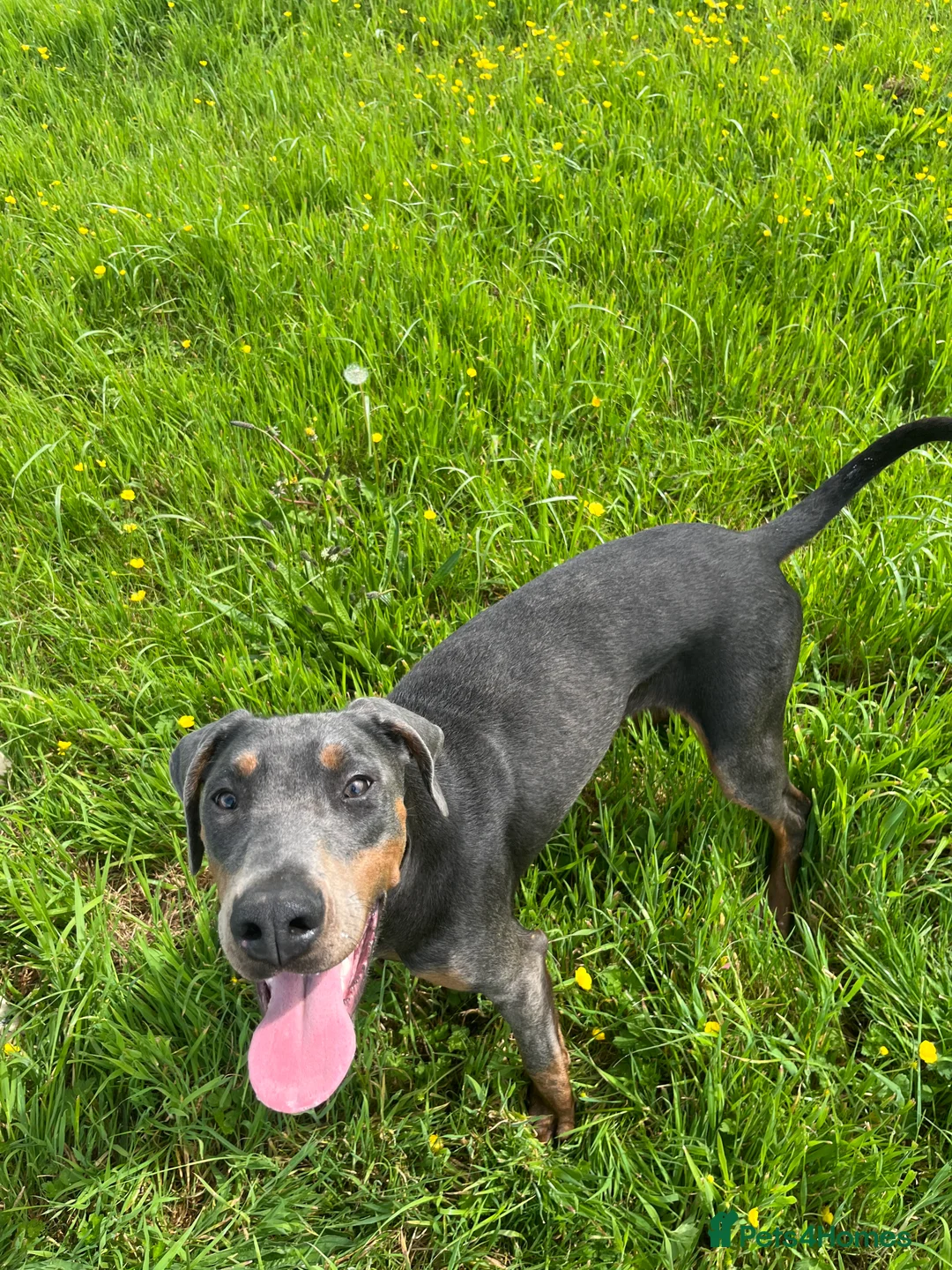 Dobermann dogs for sale: Female blue Doberman  - Advert 4