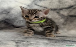 Bengal cats for sale: 🏡Gorgeous Bengal Kittens–Ready for Reservation 🐾 - Image 10