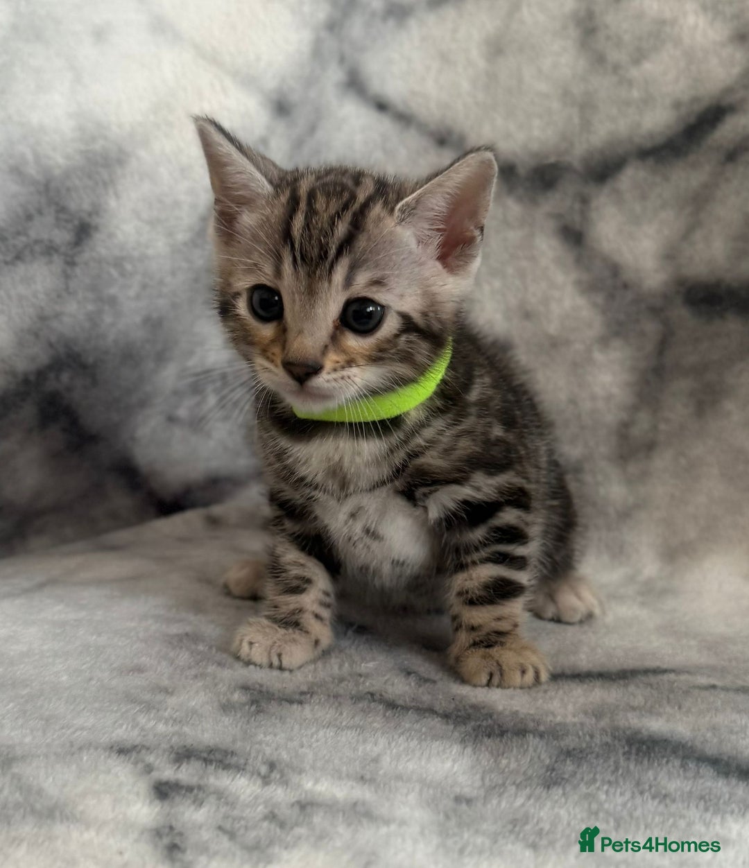 Bengal cats for sale: 🏡Gorgeous Bengal Kittens–Ready for Reservation 🐾 - Image 10