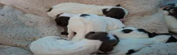 English Springer Spaniel dogs for sale: Bella-rose - Advert 6