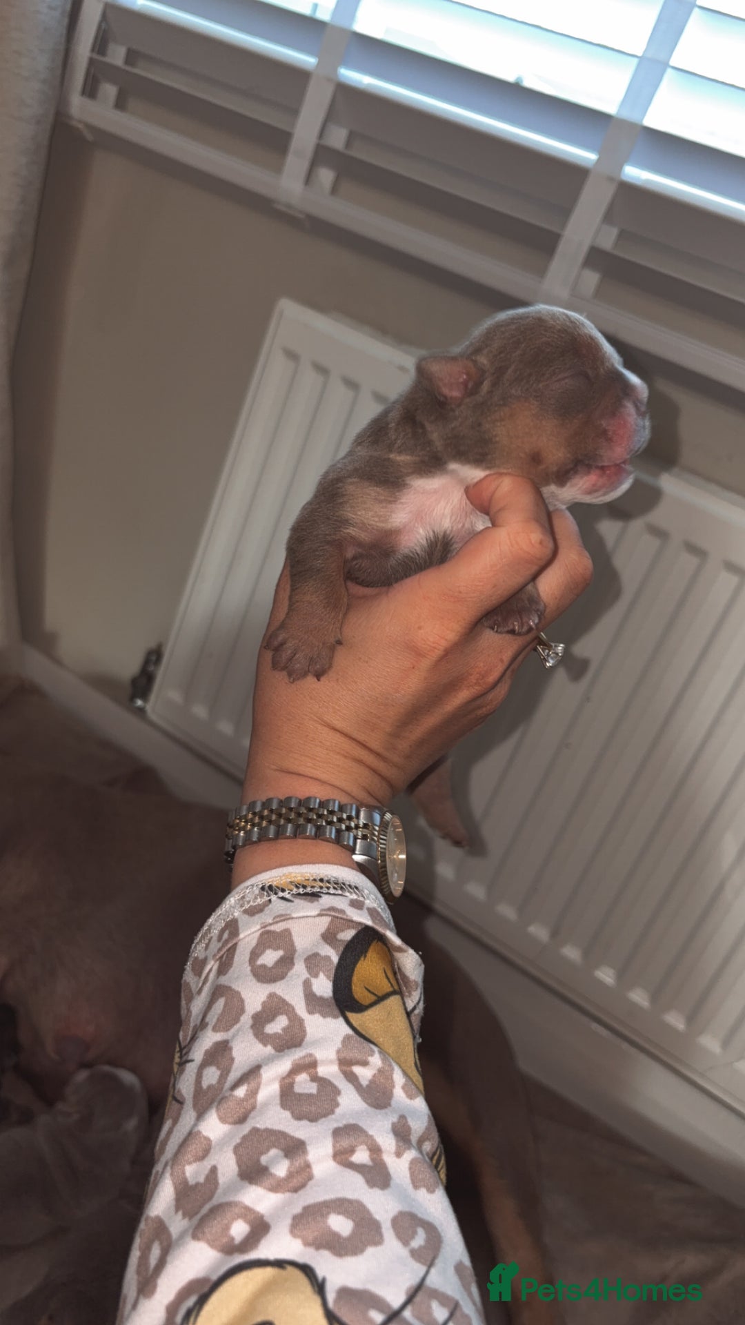 English Bulldog dogs for sale: BRITISH BULLDOG MALE/FEMALE - Image 12