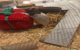 Rat rodents for sale: 2 pet rats  - Image 5
