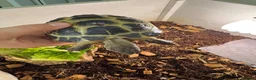 Tortoise reptiles for sale: Female tortoise very friendly  in Walsall - Advert 2