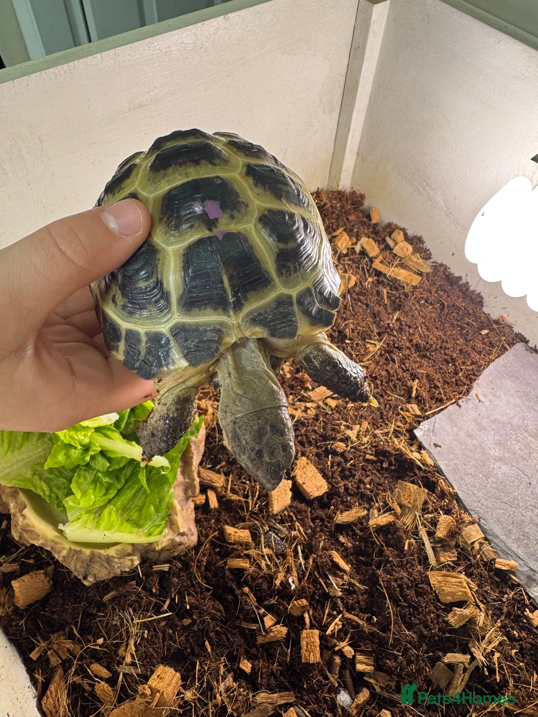 Tortoise reptiles for sale: Female tortoise very friendly  in Walsall - Advert 2
