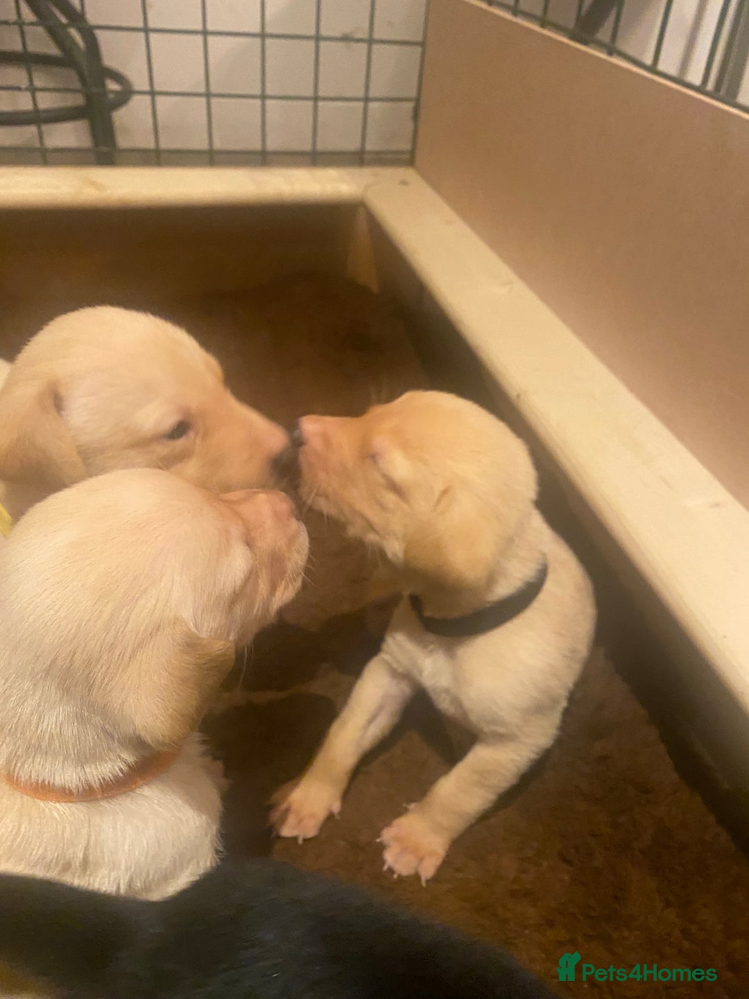 Labrador Retriever dogs for sale: KC registered Labrador puppies - Advert 24