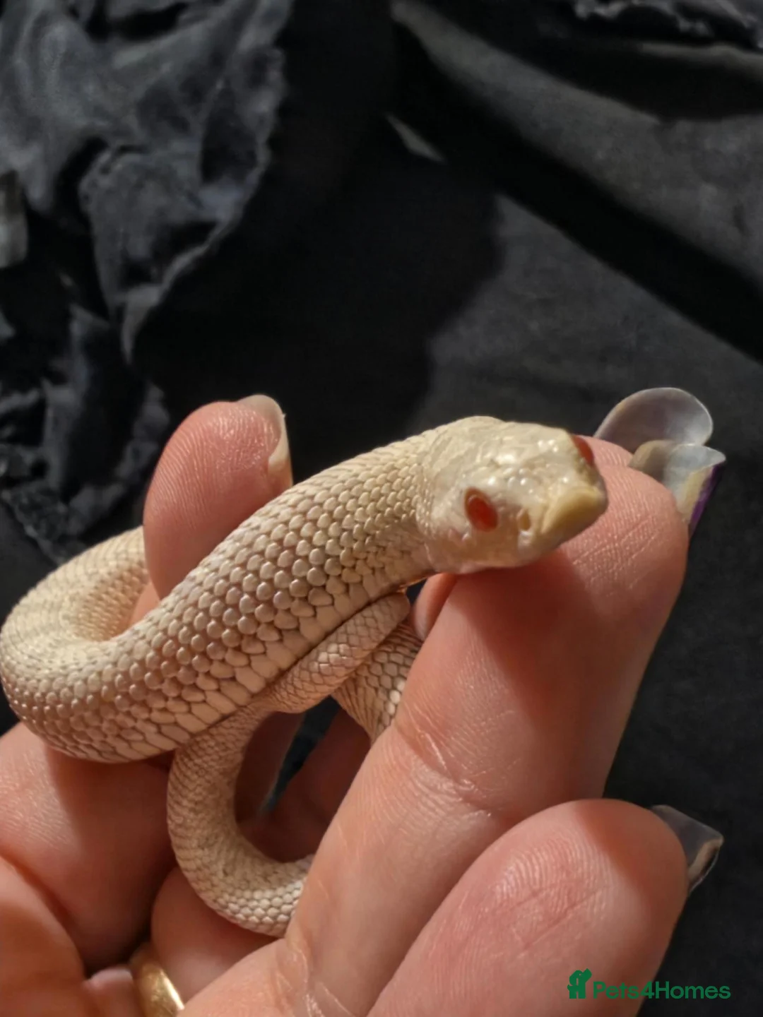 Snake reptiles for sale: 2026 baby snow hognose male - Advert 3