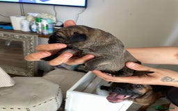 Cane Corso dogs for sale: Gorgeous cane Corso puppies - Image 8