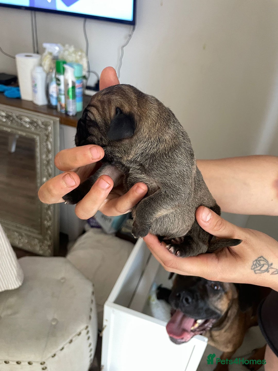 Cane Corso dogs for sale: Gorgeous cane Corso puppies - Image 8