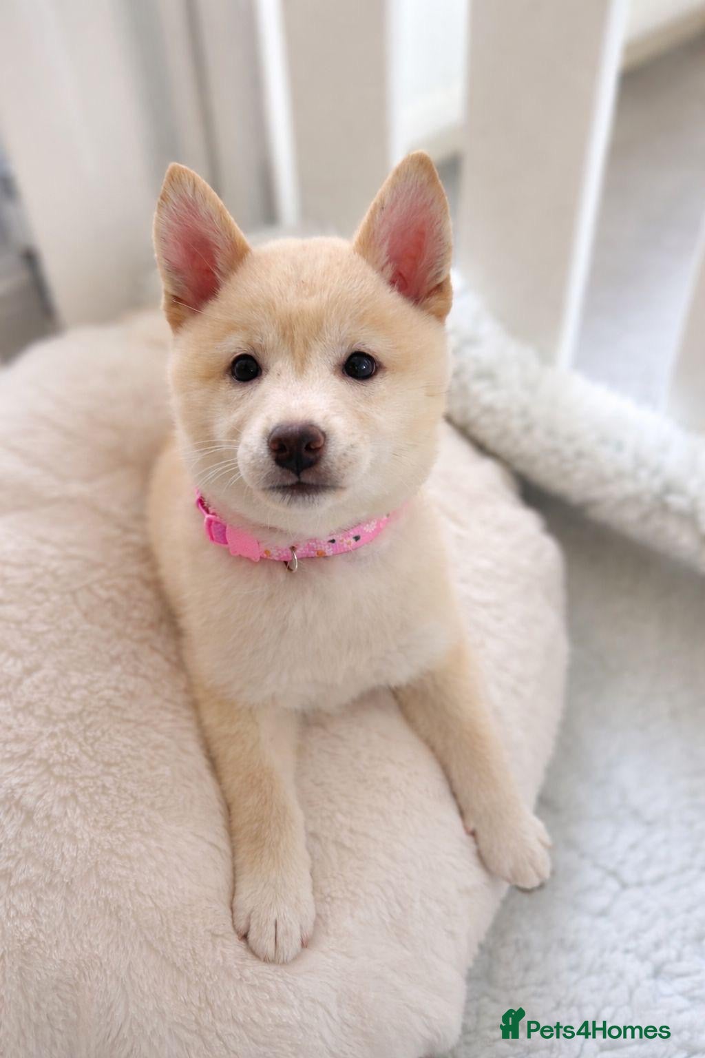 Japanese Shiba Inu dogs Japanese Shiba Inu Puppies - Advert 1
