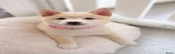 Japanese Shiba Inu dogs for sale: Japanese Shiba Inu Puppies - Advert 1