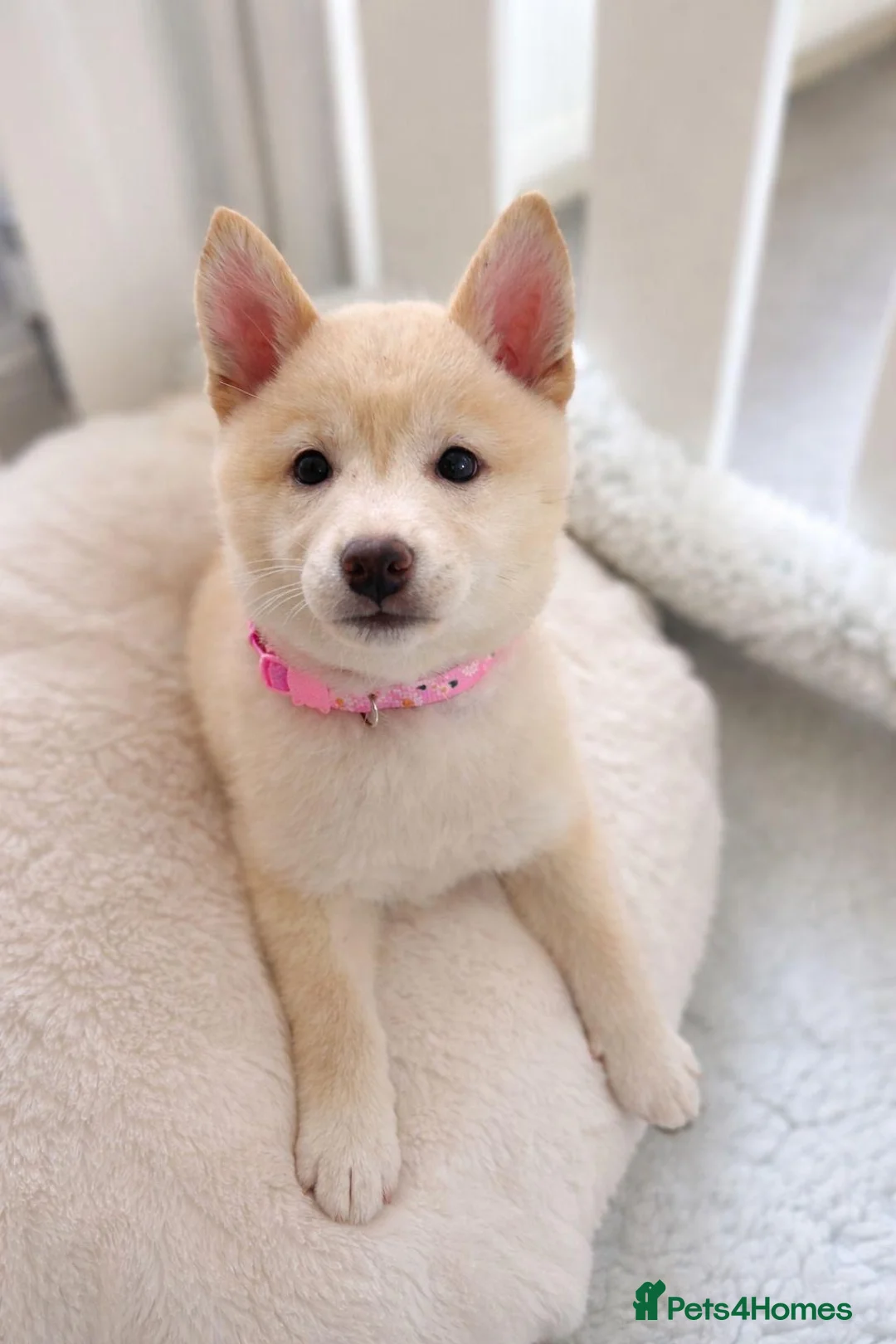 Japanese Shiba Inu dogs for sale: Japanese Shiba Inu Puppies - Advert 1
