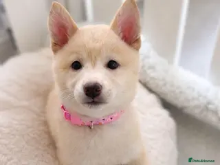 Japanese Shiba Inu dogs Japanese Shiba Inu Puppies - Advert 1