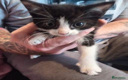 Mixed Breed cats for sale: 4 beautiful kittens ready to leave now  - Image 2