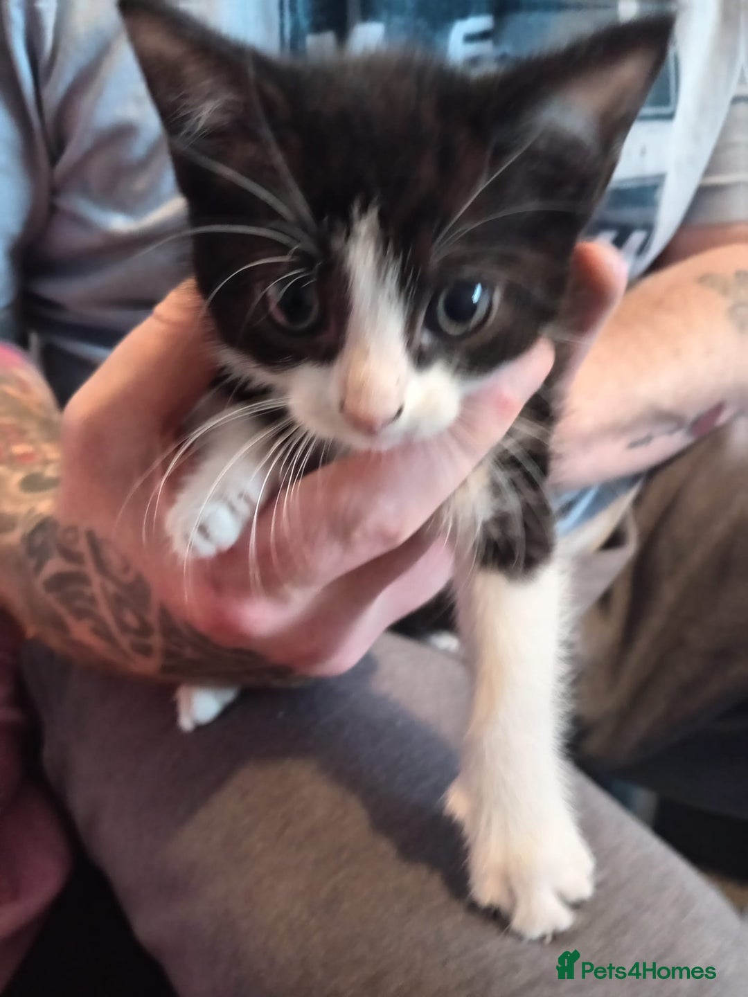 Mixed Breed cats for sale: 4 beautiful kittens ready to leave now  - Image 2