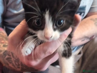 Mixed Breed cats - Advert 36