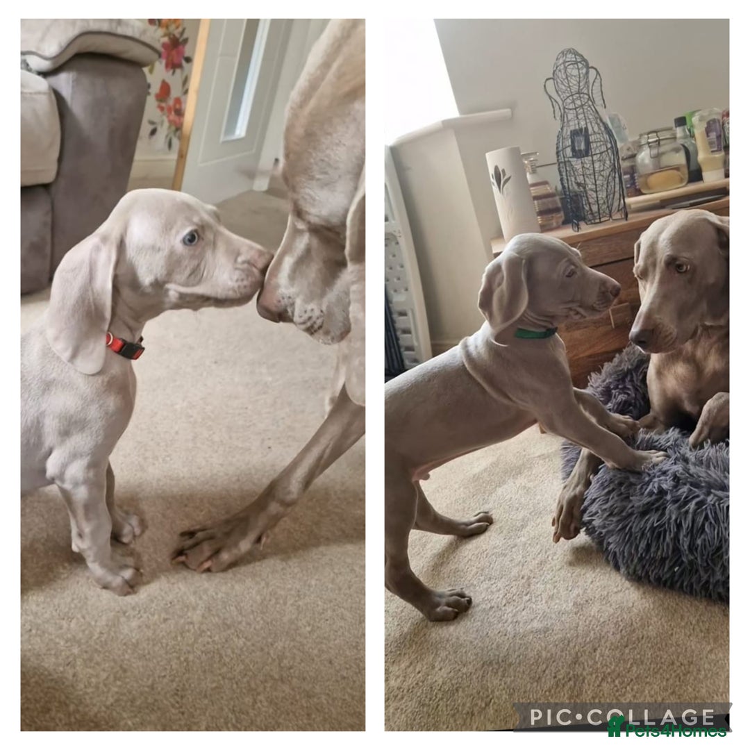 Weimaraner dogs for sale: Weimaraner (1G, 1B)❤️ 🐾READY NOW 🐾❤️ in Telford - Image 1