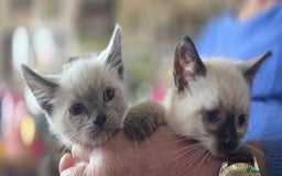 Ragdoll cats for sale: Beautiful Ragdoll cross kittens.  - Image 5