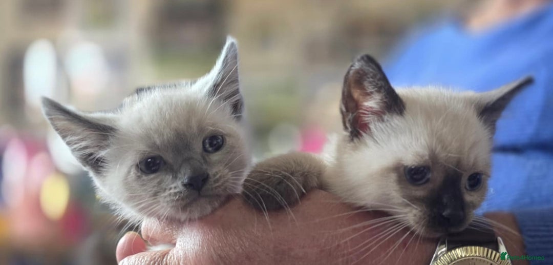 Ragdoll cats for sale: Beautiful Ragdoll cross kittens.  - Image 5