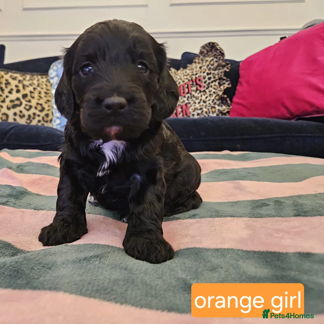 Sproodle dogs for sale: Sproodle puppies  - Advert 5