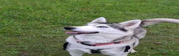 Mixed Breed dogs for sale: Puppies  - Advert 9