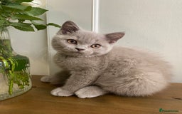 British Shorthair cats for sale: 🐾 TOP QUALLITY LILAC BSH reg GCCF purebred 🐾 - Image 21