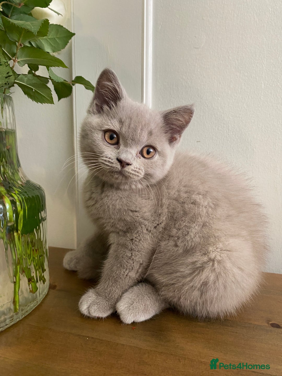 British Shorthair cats for sale: 🐾 TOP QUALLITY LILAC BSH reg GCCF purebred 🐾 - Image 21