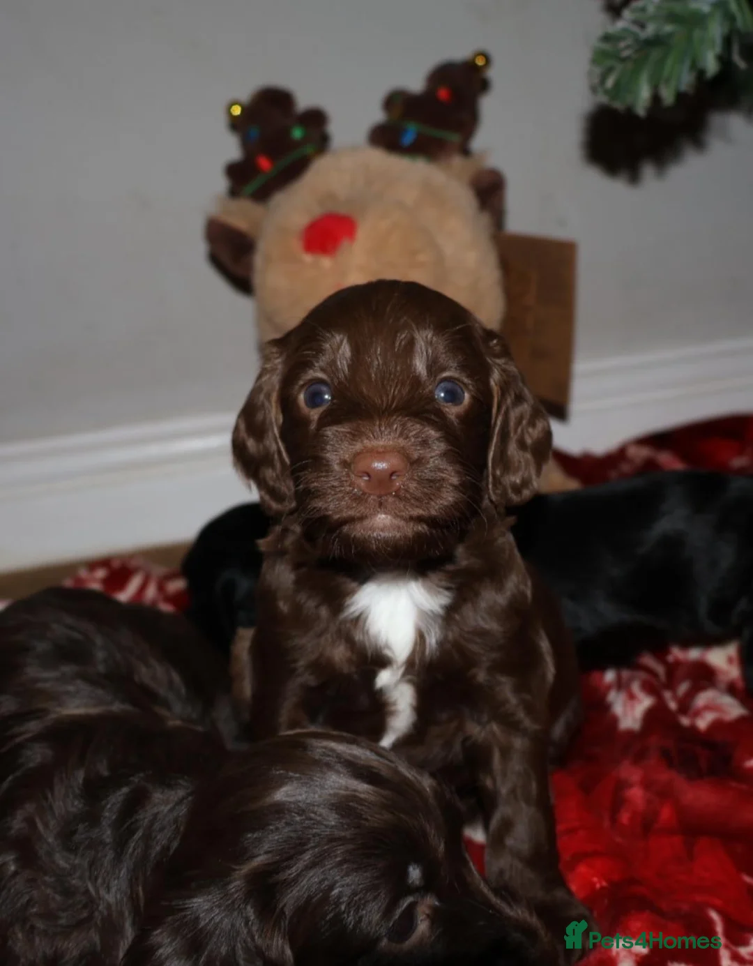 Cockapoo dogs for sale: outstanding cockapoo puppy’s available  - Advert 5