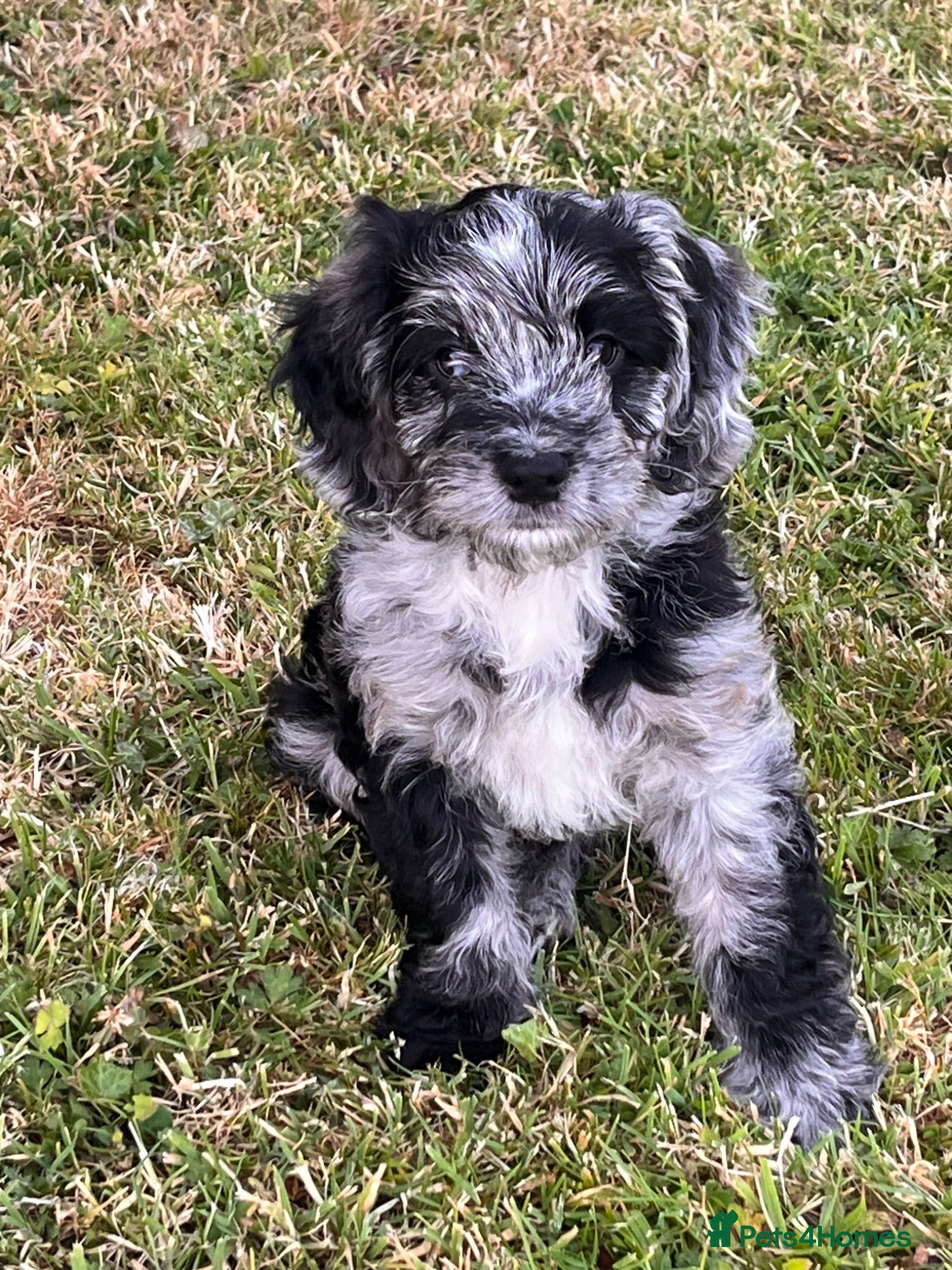 Cockapoo dogs Cockapoo F1 Merle - Advert 6