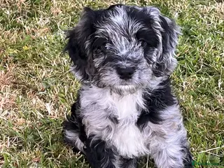 Cockapoo dogs Cockapoo F1 Merle - Advert 6