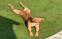 American Bull Staffy dogs for sale: Rocco - Image 9