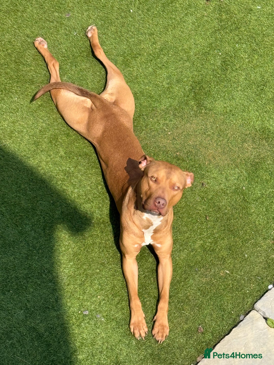 American Bull Staffy dogs for sale: Rocco - Image 9