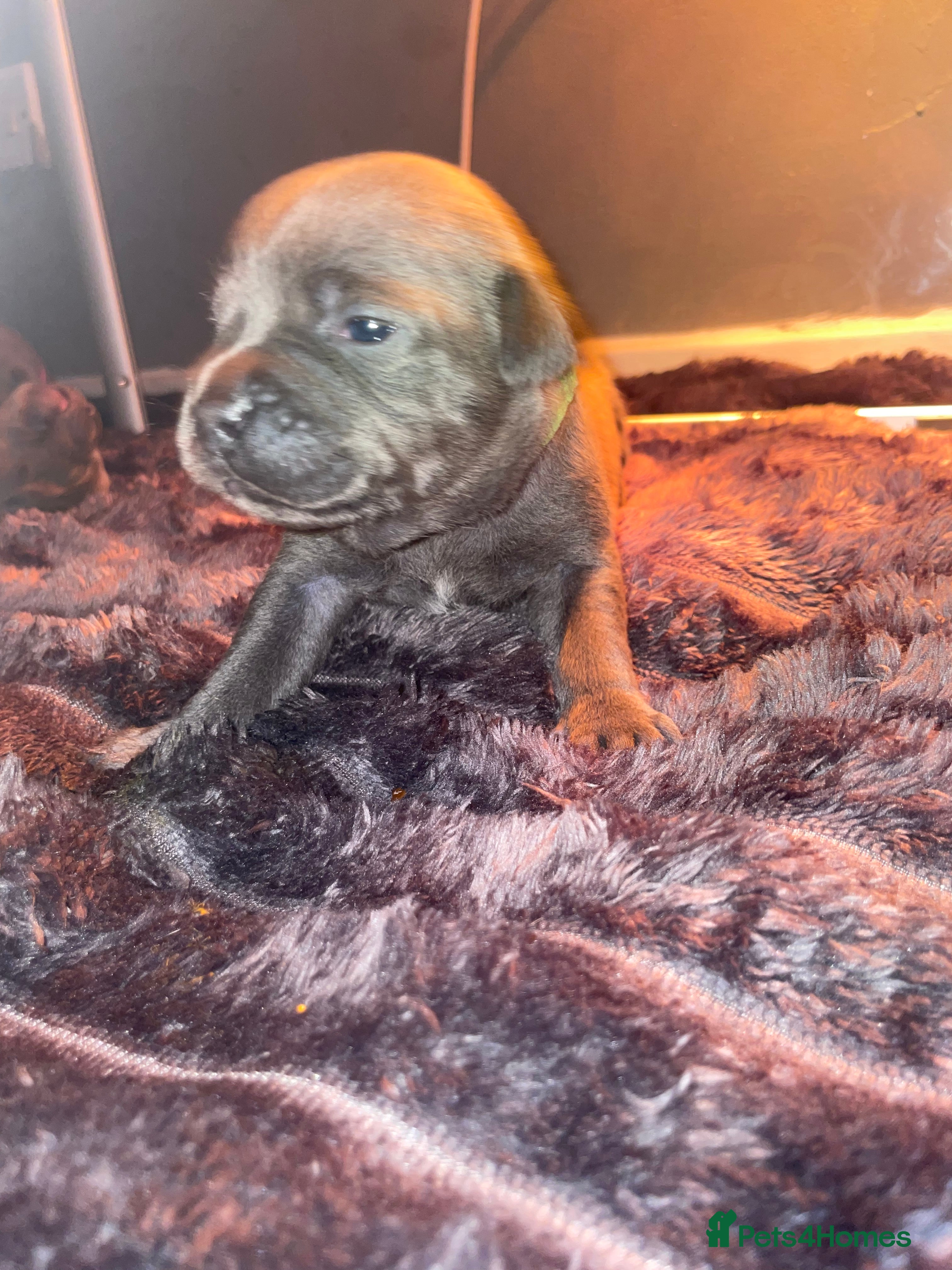 Staffordshire Bull Terrier dogs 7 beautiful KC staffy puppy’s - Advert 6