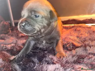 Staffordshire Bull Terrier dogs 7 beautiful KC staffy puppy’s - Advert 6