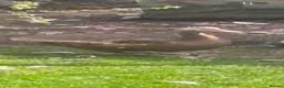 Chickens poultry for sale: Beautiful Muscovy duck  - Advert 2