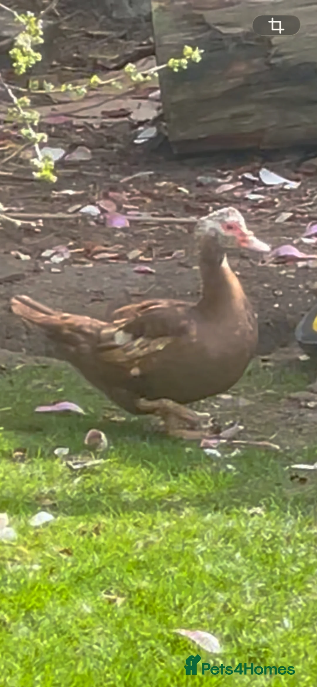 Chickens poultry for sale: Beautiful Muscovy duck  - Advert 2