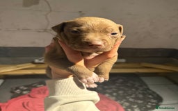 Staffordshire Bull Terrier dogs for sale: Staffordshire bull terrier pups - Image 12