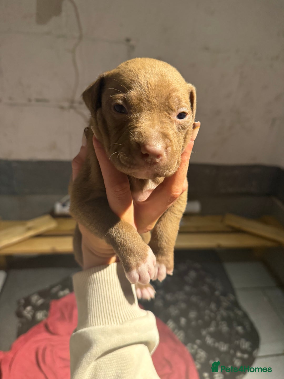 Staffordshire Bull Terrier dogs for sale: Staffordshire bull terrier pups - Image 12